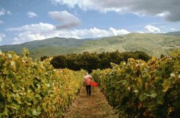 Vineyard rows on a hillside with a worker carrying a red crate, mountains in the distance and a blue, cloudy sky behind them.