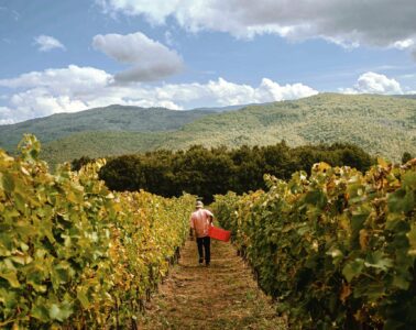 Vineyard rows on a hillside with a worker carrying a red crate, mountains in the distance and a blue, cloudy sky behind them.