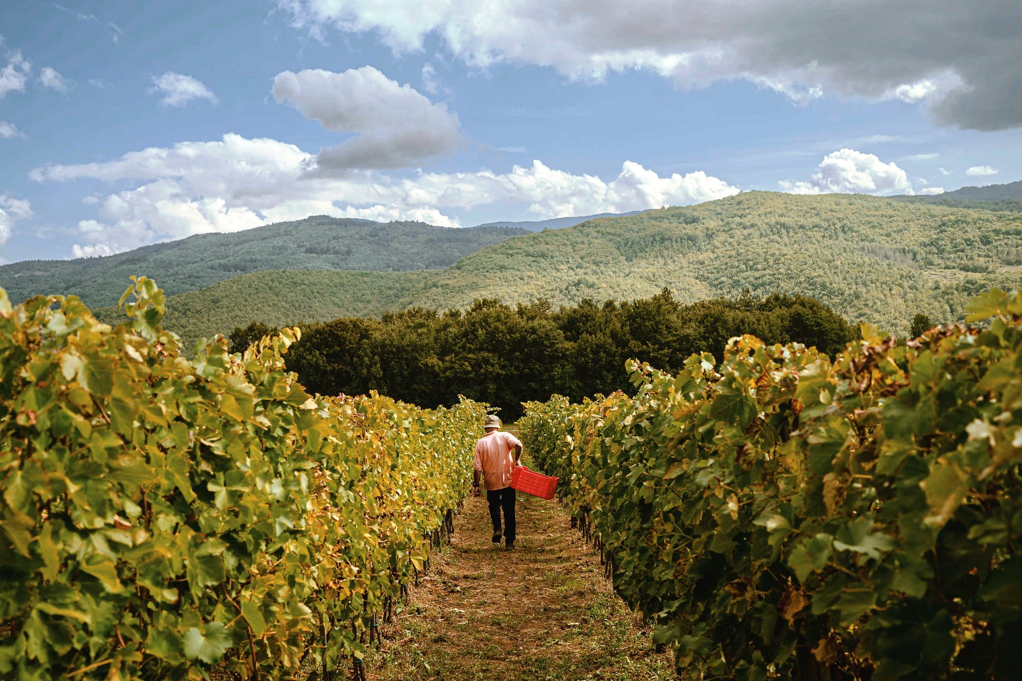 Vineyard rows on a hillside with a worker carrying a red crate, mountains in the distance and a blue, cloudy sky behind them.