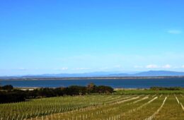Rows of grapevines in a vineyard by a calm lake with distant hills under a blue sky.