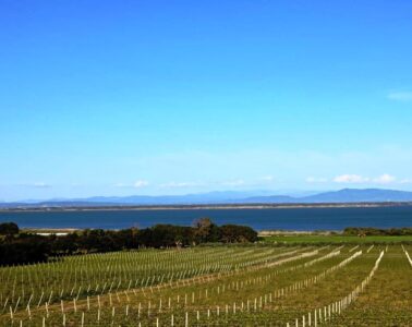 Rows of grapevines in a vineyard by a calm lake with distant hills under a blue sky.