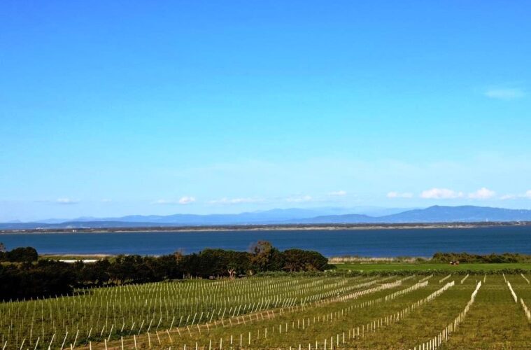 Rows of grapevines in a vineyard by a calm lake with distant hills under a blue sky.