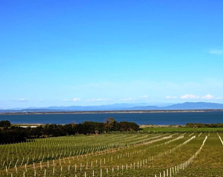 Rows of grapevines in a vineyard by a calm lake with distant hills under a blue sky.