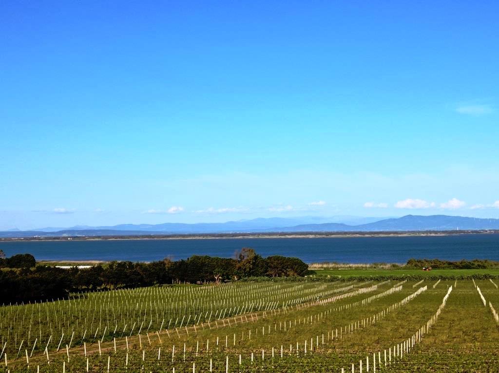 Rows of grapevines in a vineyard by a calm lake with distant hills under a blue sky.